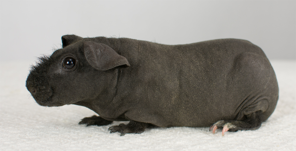 Santa Barbara Skinny Pigs
