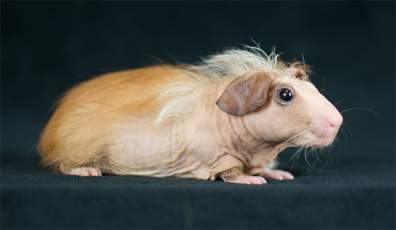 hairless guinea pig for sale
