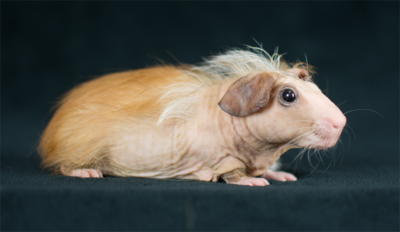 baby skinny pig for sale