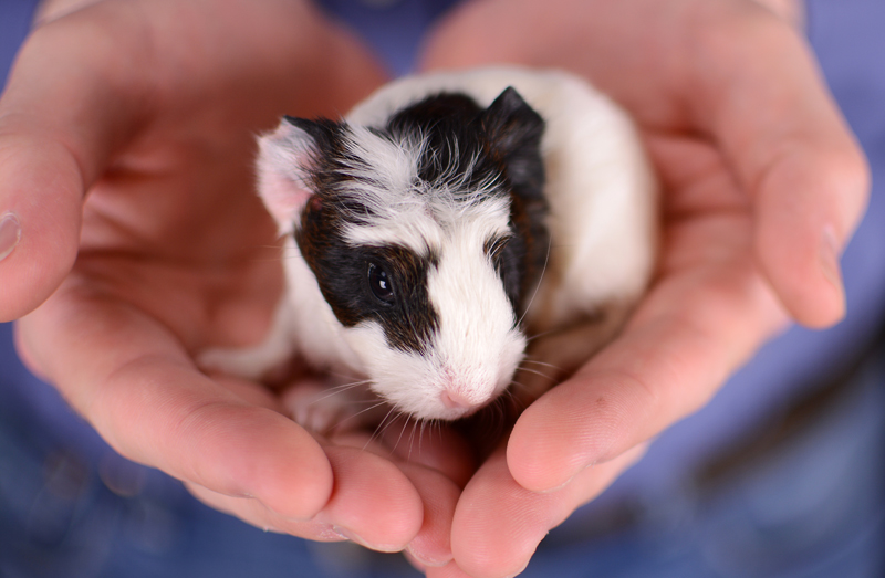 What do newborn deals guinea pigs eat